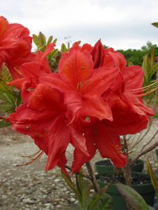 Azalea Raspberry Ade